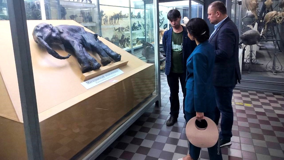    Колымский мамонтёнок Дима приедет в Ханты-Мансийск по «Гастрольной карте Югры»