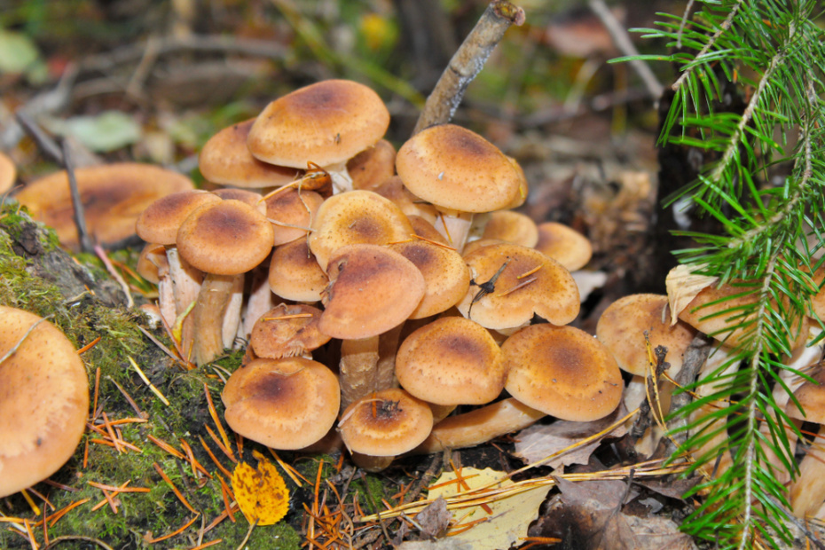    Shutterstock/FOTODOM