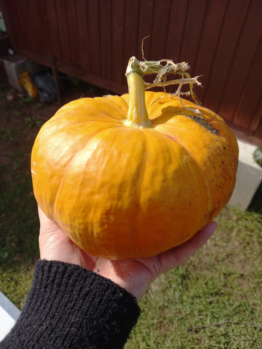 фото и рука автора