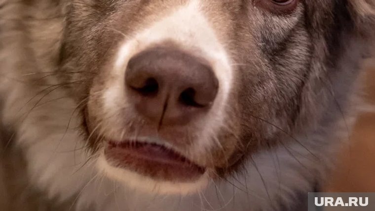    Собака-долгожитель родом из Перми