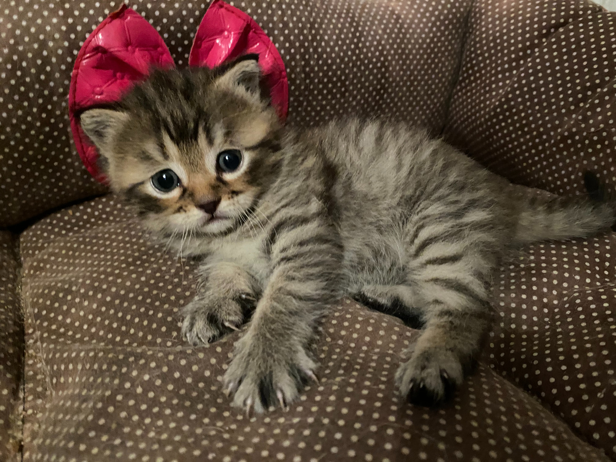 Вот такой маленький котенок, еще у тети Нади дома.  Фото автора.