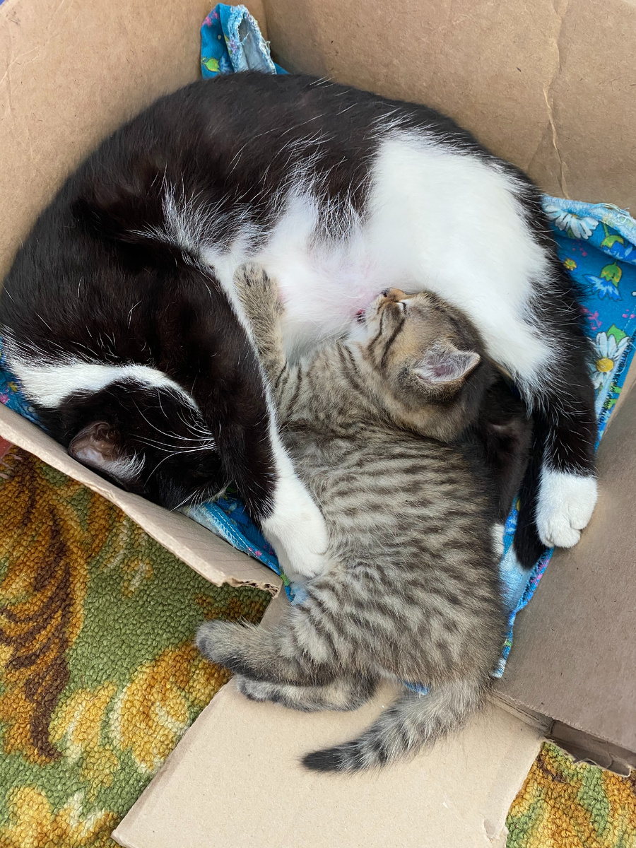 Умка со своим "новорожденным" котёнком, которые не умещается в коробке. Фото автора.