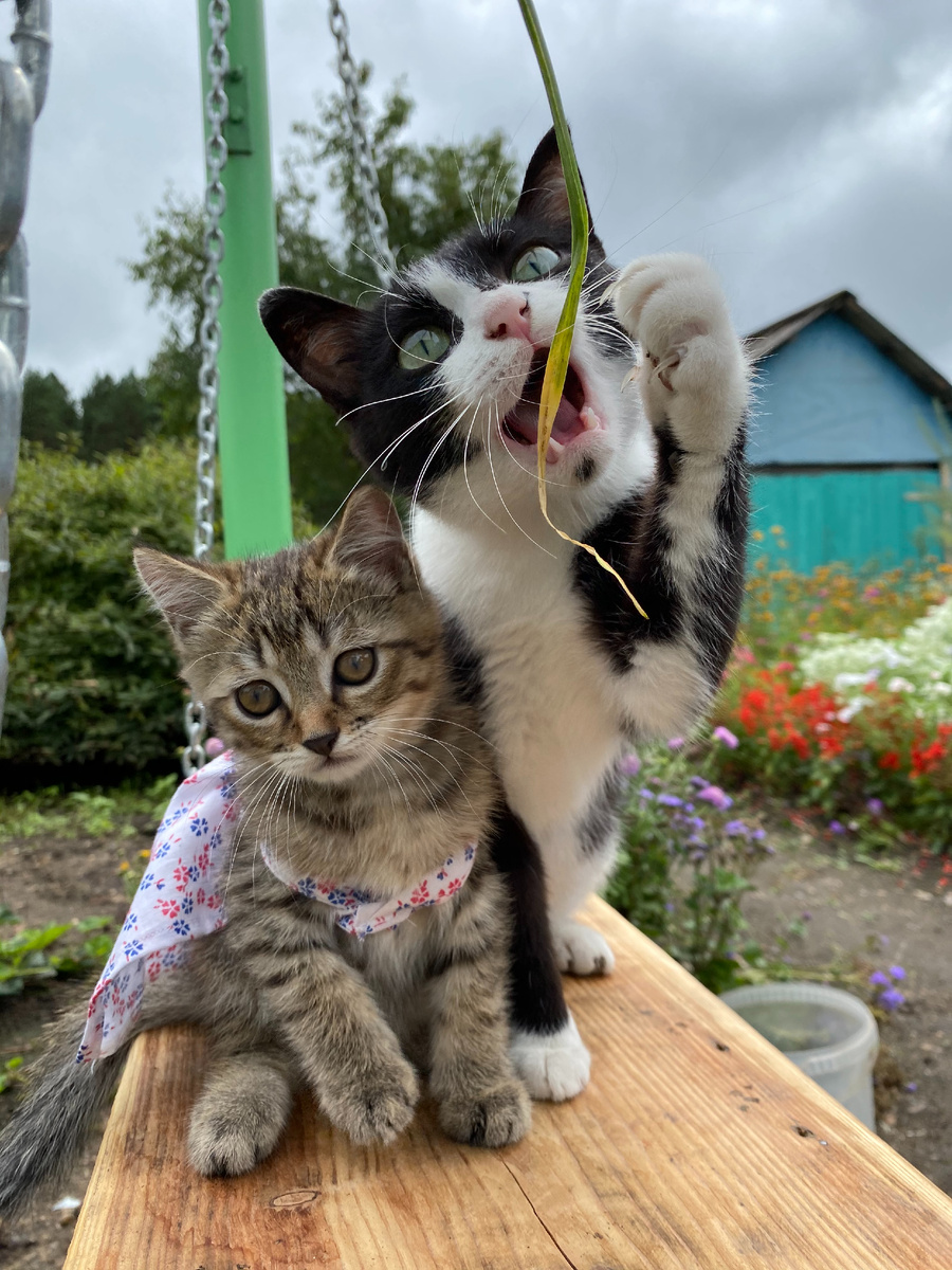 Ромашка и Умка. Фото автора.