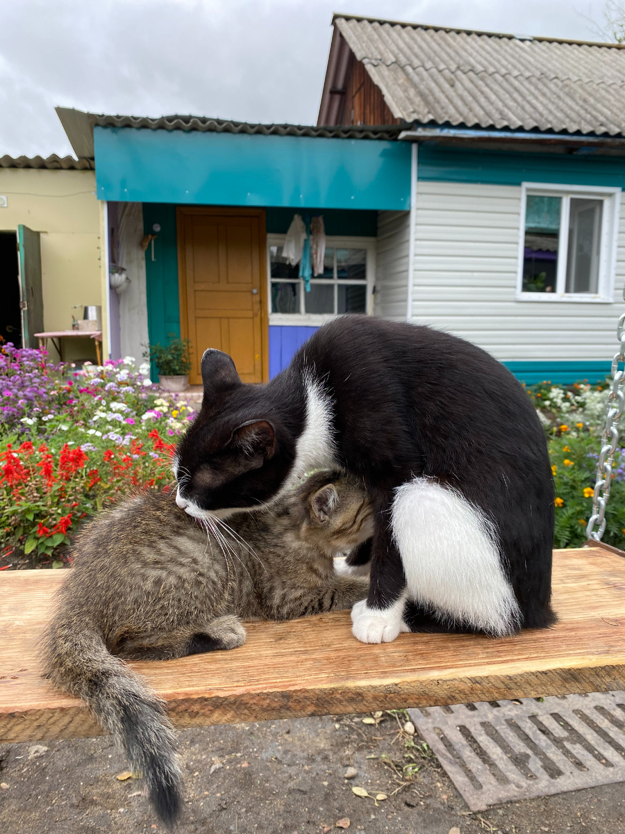 Умка с детёнышем. Фото автора.