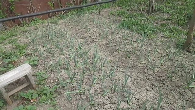 Озимый чеснок в апреле