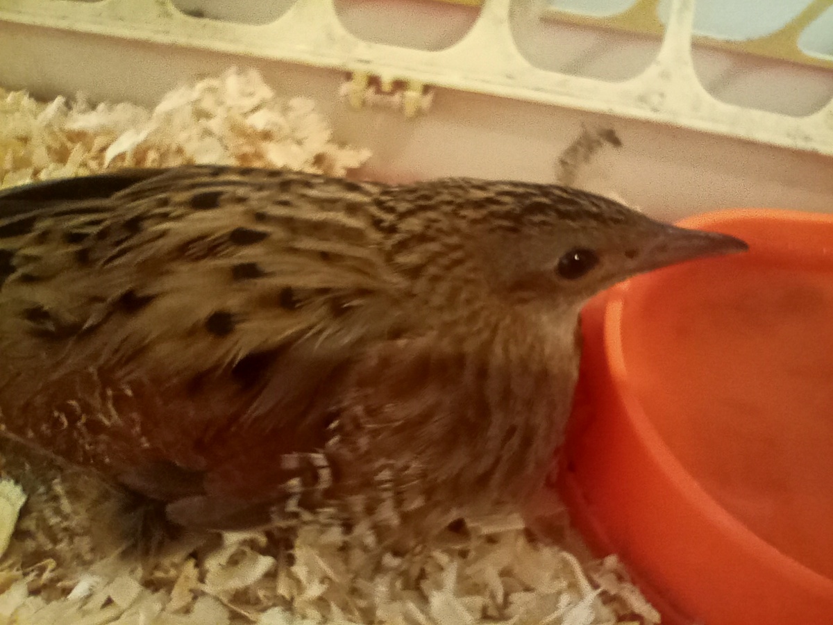 Вот лицо покрупней