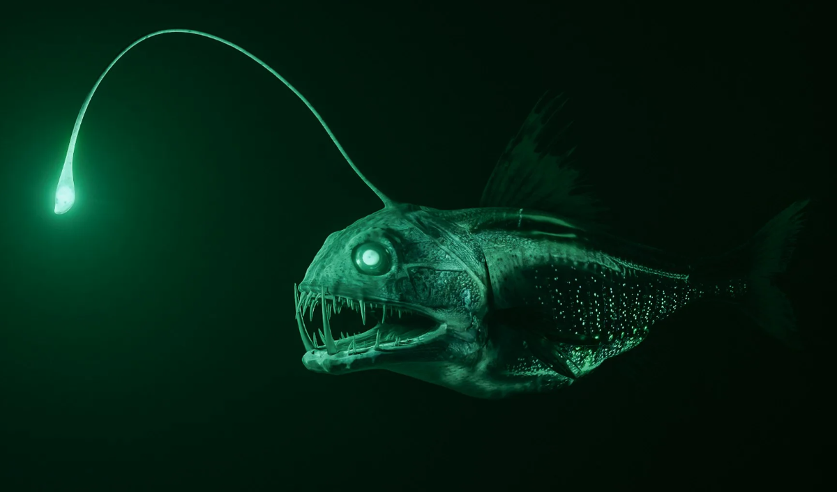 Светящаяся «удочка». У самок на голове есть отросток-иллиций со светящейся бактерией на конце. Она использует его как приманку, чтобы заманить добычу в полной темноте.