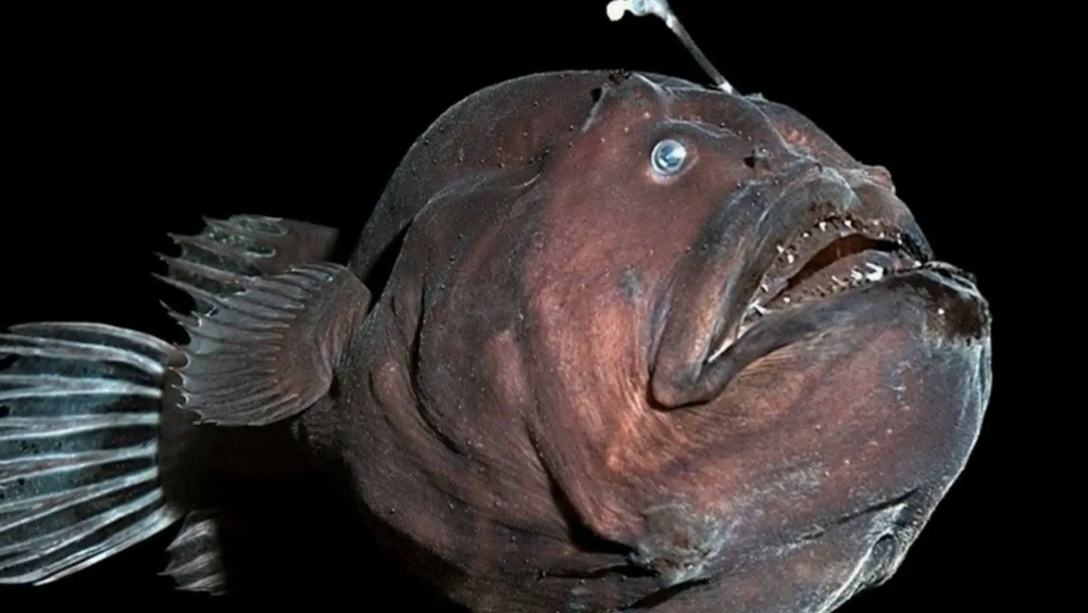 Паразиты-самцы. Карликовые самцы некоторых видов навсегда прирастают к телу самки, превращаясь в придаток, чья единственная функция — оплодотворять икру.