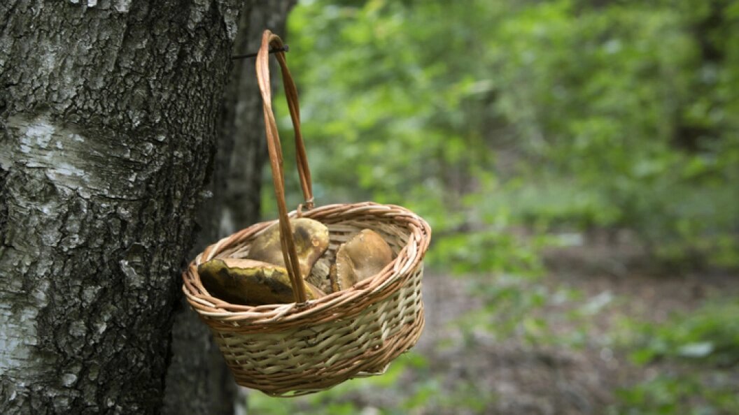    Nikolay Gyngazov/Globallookpress