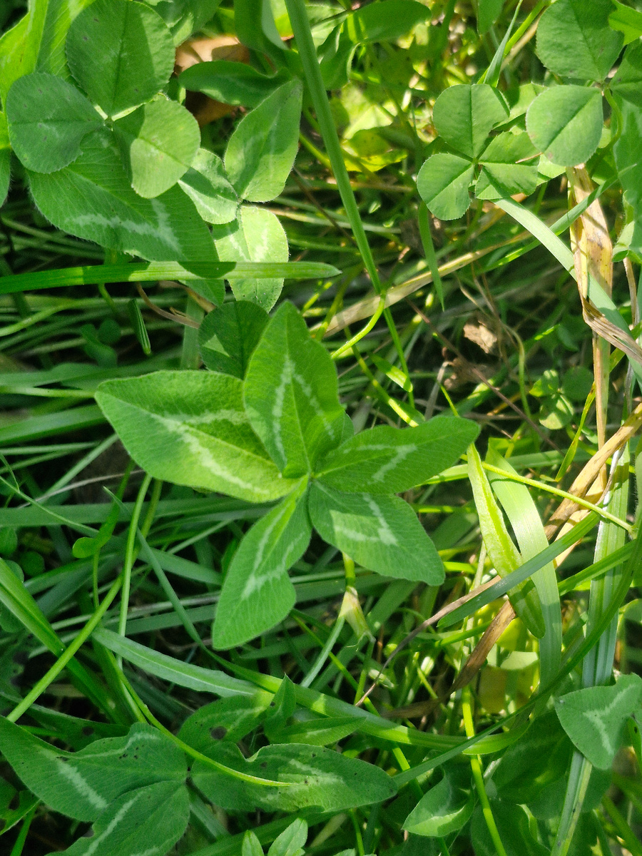 5 листный клевер, фото автора