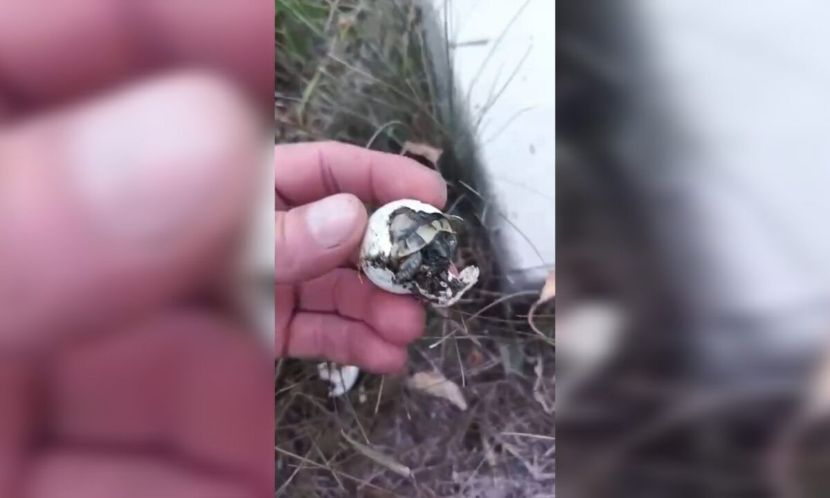    Скриншот видео t.me/gelen_social