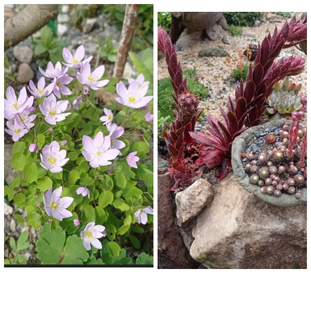 коллаж автора