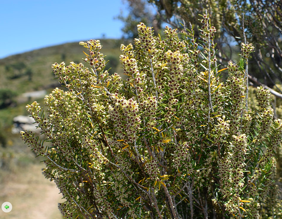 Фото Светланы Кауровой, сделано в Испании. plantarium.ru/page/image/id/653581.html