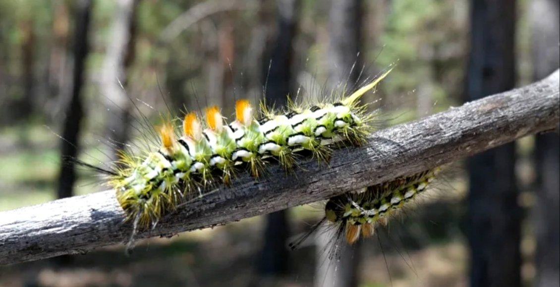    Фото: пресс-служба филиала ФБУ «Рослесозащита» «ЦЗЛ Республики Бурятия»
