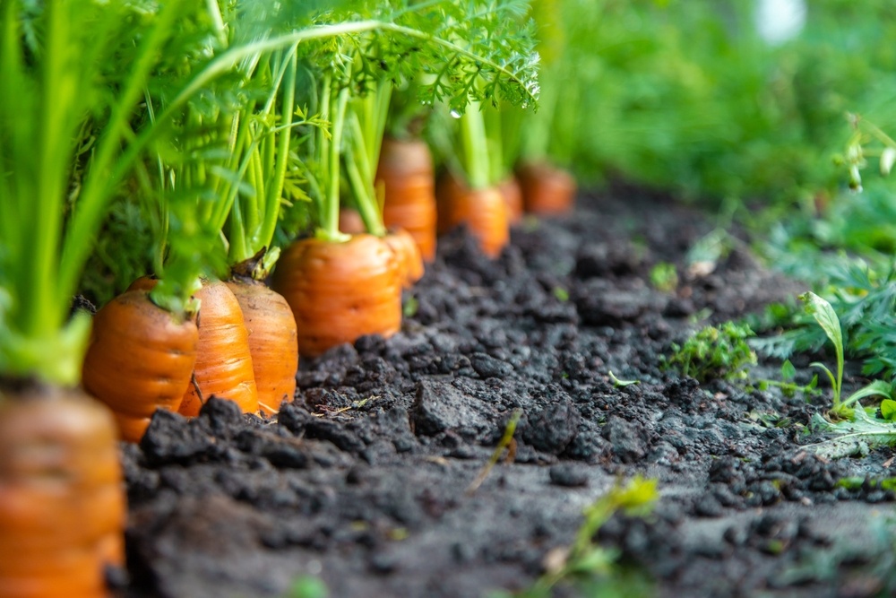 Источник фото shutterstock.com