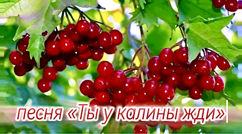 Гроздья калины.