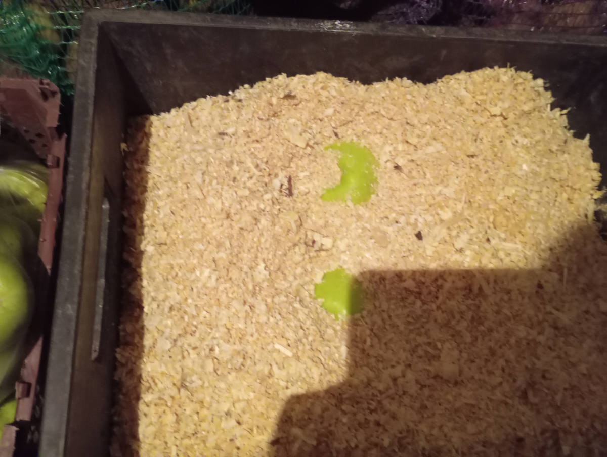 Фото автора. Яблоки в опилках.