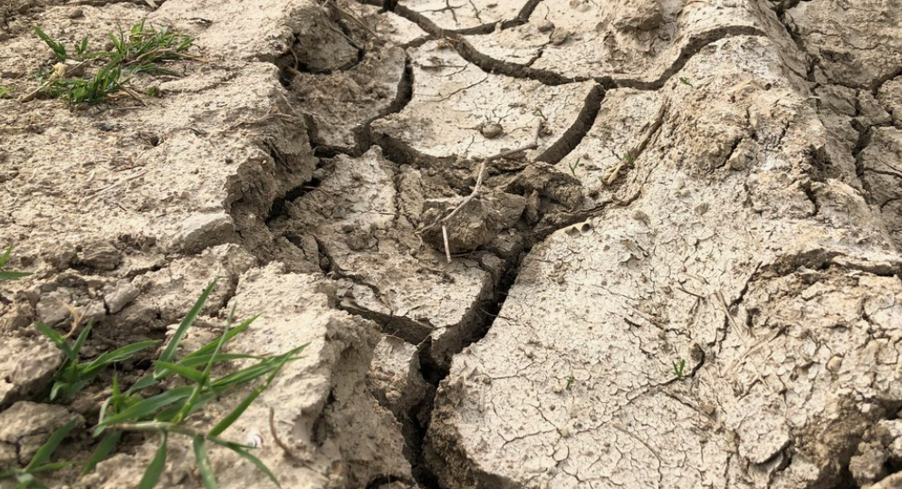 Забросил холодостойкие сидераты под зиму и забыл. К маю получил чернозем вместо глины