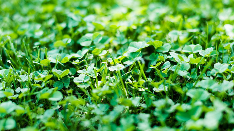 Весенние сидераты за месяц вырастают всего на 8-12 см - толку практически никакого