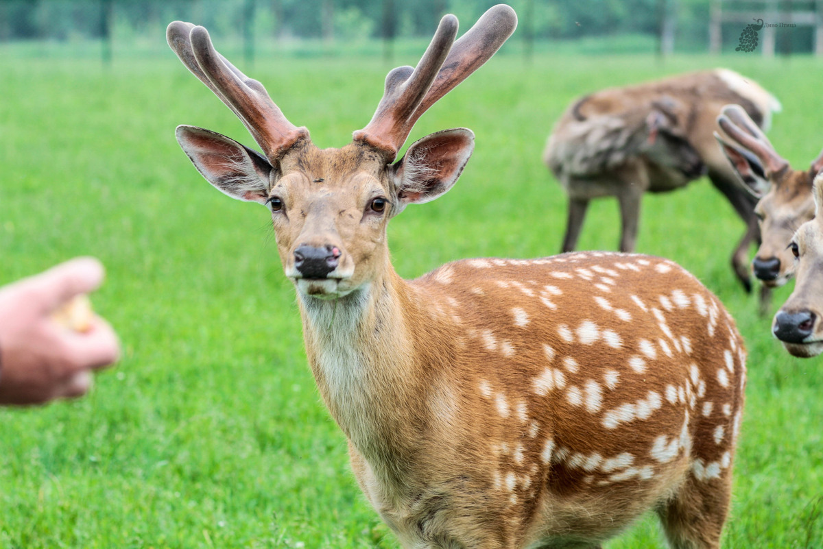 Лесной король, Цезарь, в утреннем свете.