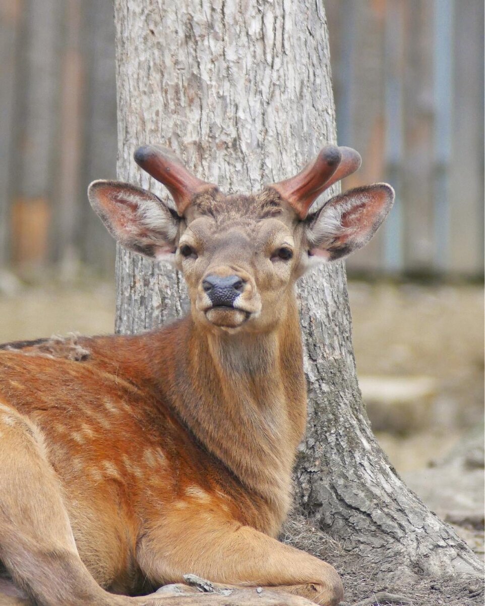 Взгляд настоящего аристократа. Таким мог бы быть Арчибальд.