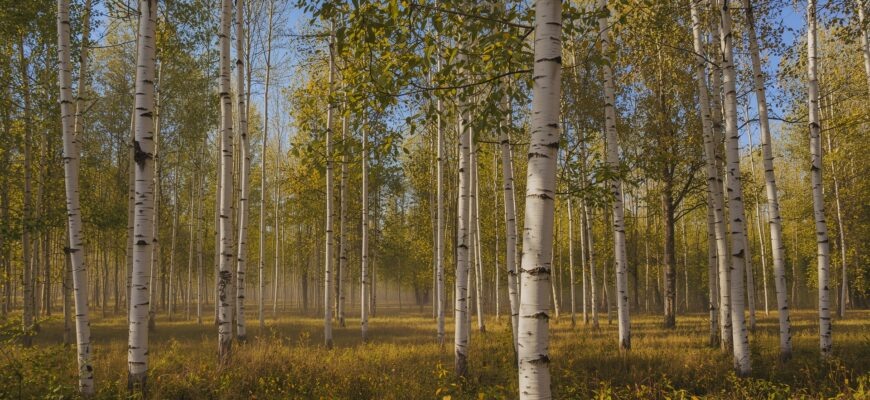 Почему у березы на коре черные пятна?