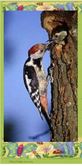 История дятлов включает в себя различные мифы, легенды и упоминания в культуре разных народов.  