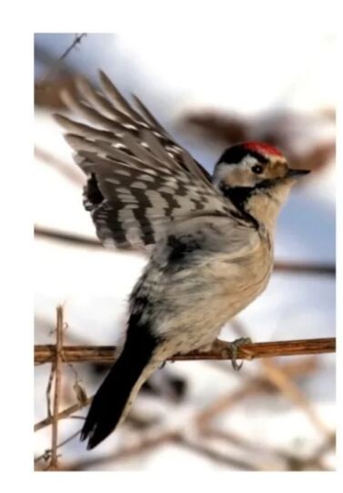 История дятлов включает в себя различные мифы, легенды и упоминания в культуре разных народов.  