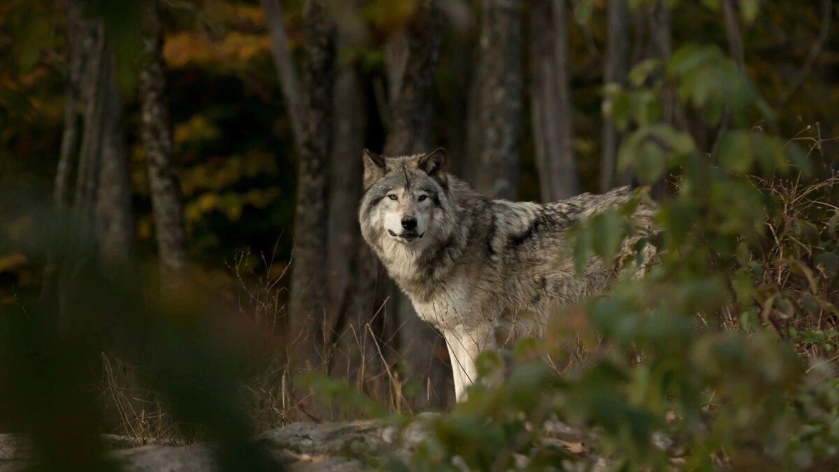    Фото: Jim Cumming/Shutterstock/Fotodom