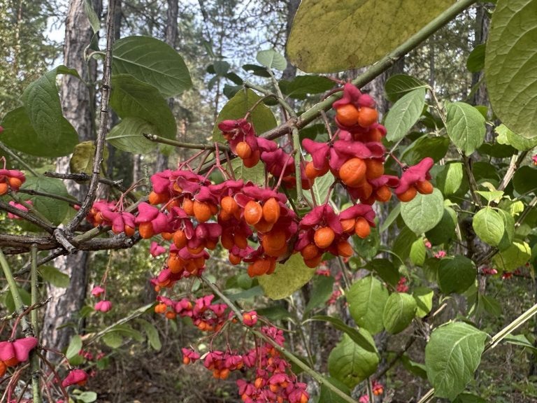    В Бузулукском бору плодоносит ядовитый кустарник Мария Чалкина