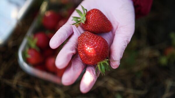    © Sputnik / Виталий Тимкив