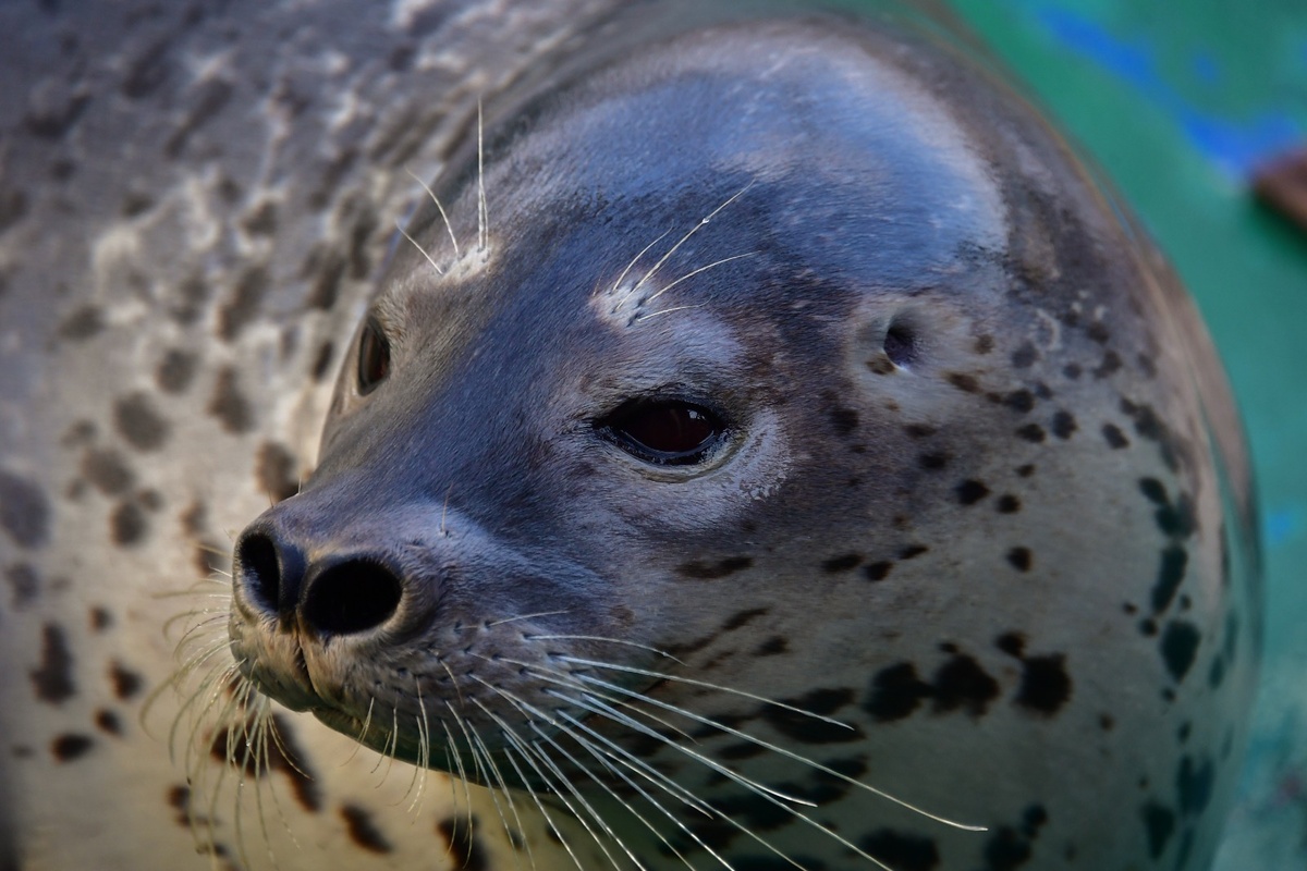Мои пятнышки — моя гордость! Можете звать меня Пятнышко.