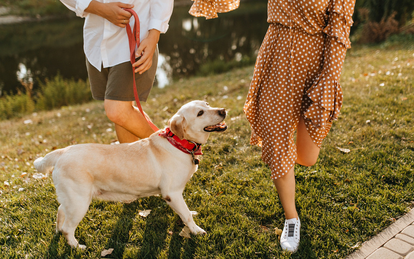    Опрос IZHLIFE: где ижевчане чаще всего выгуливают своих питомцев