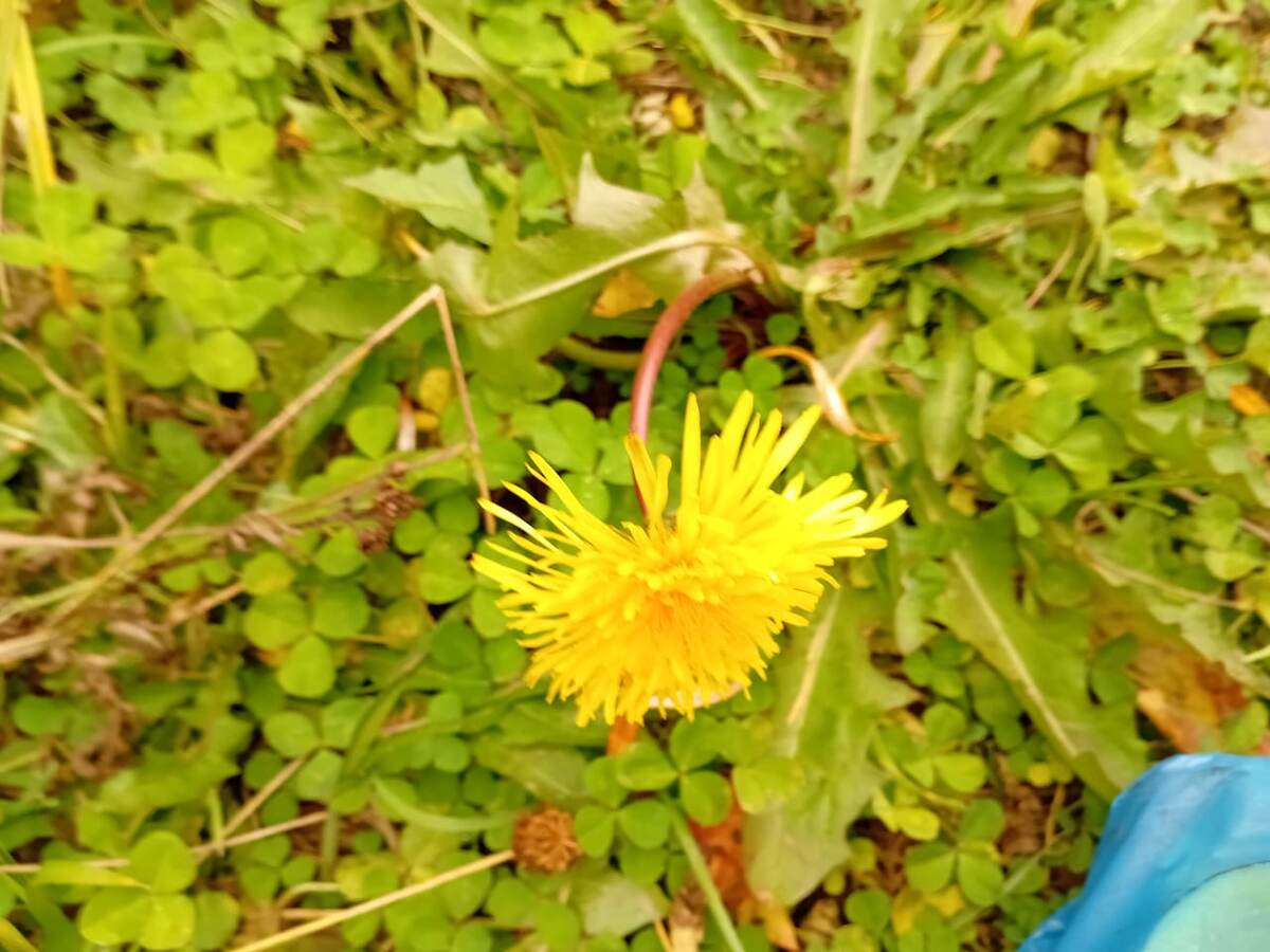 Осень пришла, но одуванчик ещё  не в курсе.