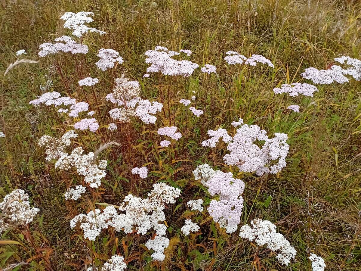 Тысячелистник цветёт - красив, однако👍
