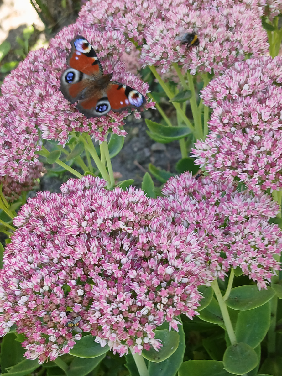Бабочки в нашем саду. То ли они цветок украшают, то ли Очиток подчеркивает прелесть бабочки. Фото моё как и все другие. Вторая половина сентября 2025г.