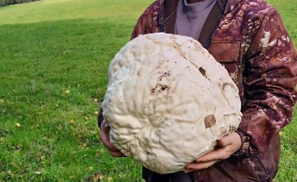    Гигантский дождевик в Республике Алтай. Источник: "Республика Алтай в telegram"