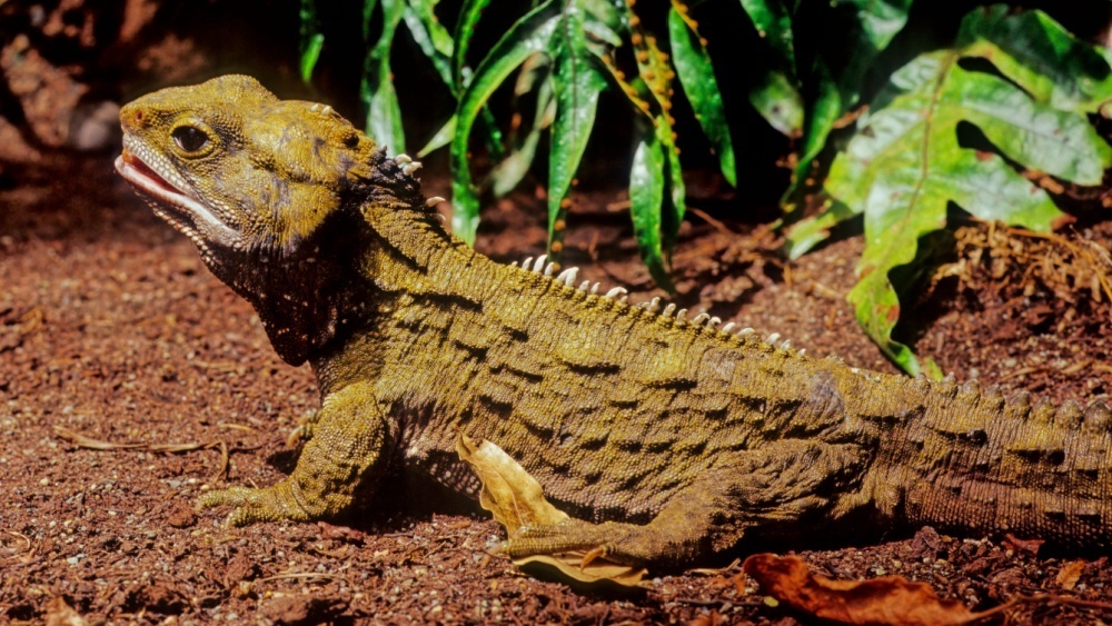     Фото: Roberto Dani/Shutterstock/FOTODOM