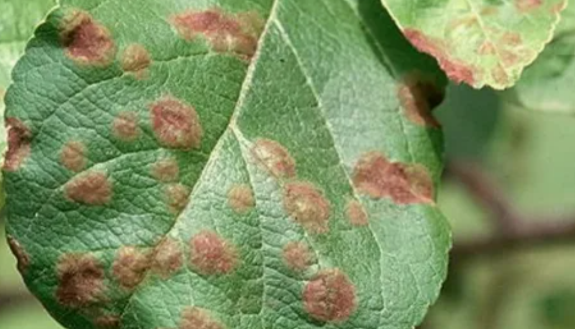 парша на листьях яблони