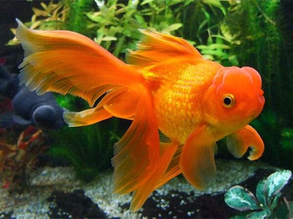 Ваш новый член семьи, Златан!