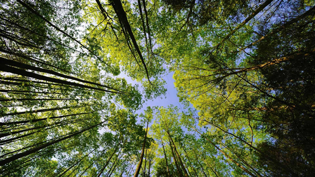 Фотообои из интернета