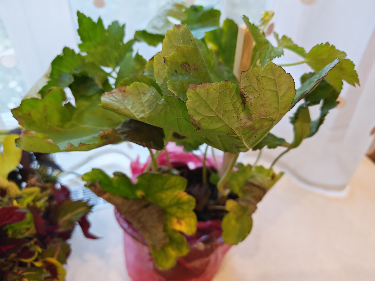 Ждёт высадки в квартире. Немного поистрепалась во время транспортировки, но как только корни почувствуют свободу все наладится. 