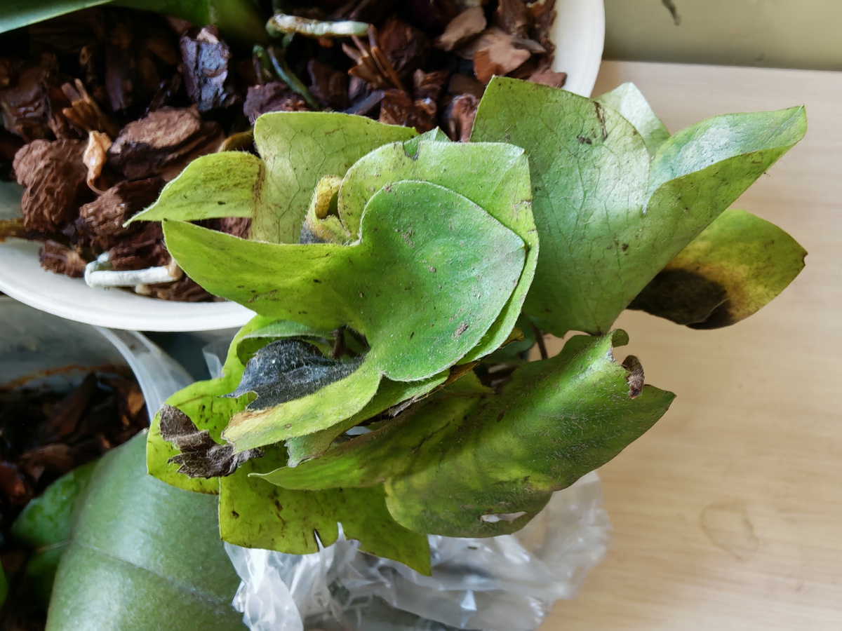 Всего то 5 маленьких саженцев, но если им у меня понравится, то и этого хватит. 