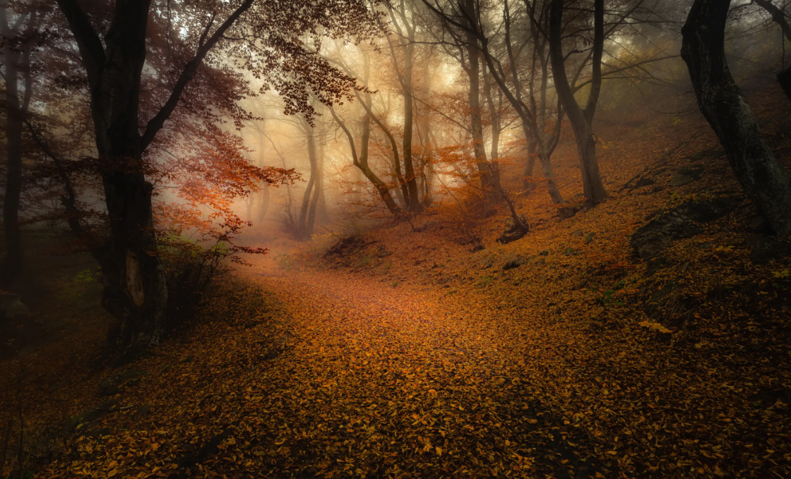 Яндекс картинки