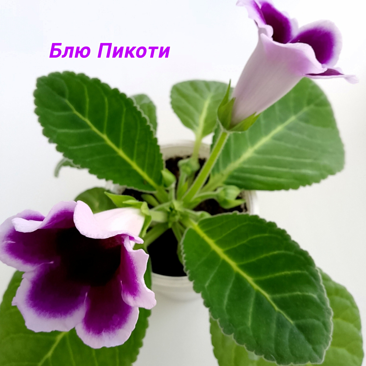 Фото автора канала Зелёное Царство