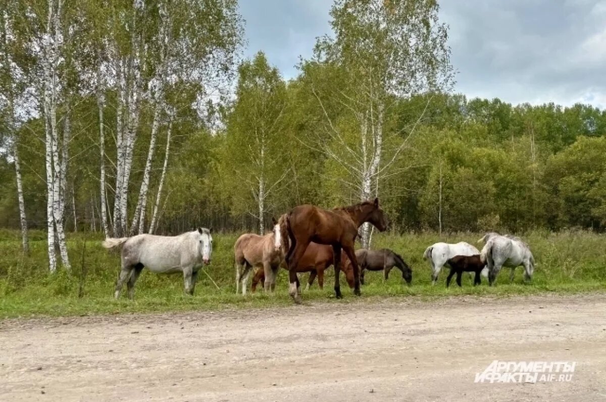    В Гурьевском районе неухоженные земли превратили в пастбище для лошадей