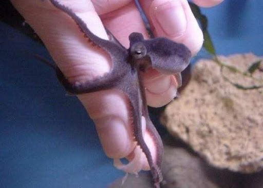 Привет! Меня зовут Индиго, и я рад нашей встрече!