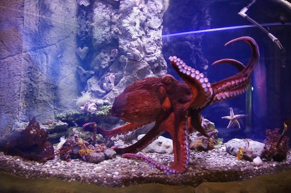 Знакомьтесь, это Профессор Щупальсен.