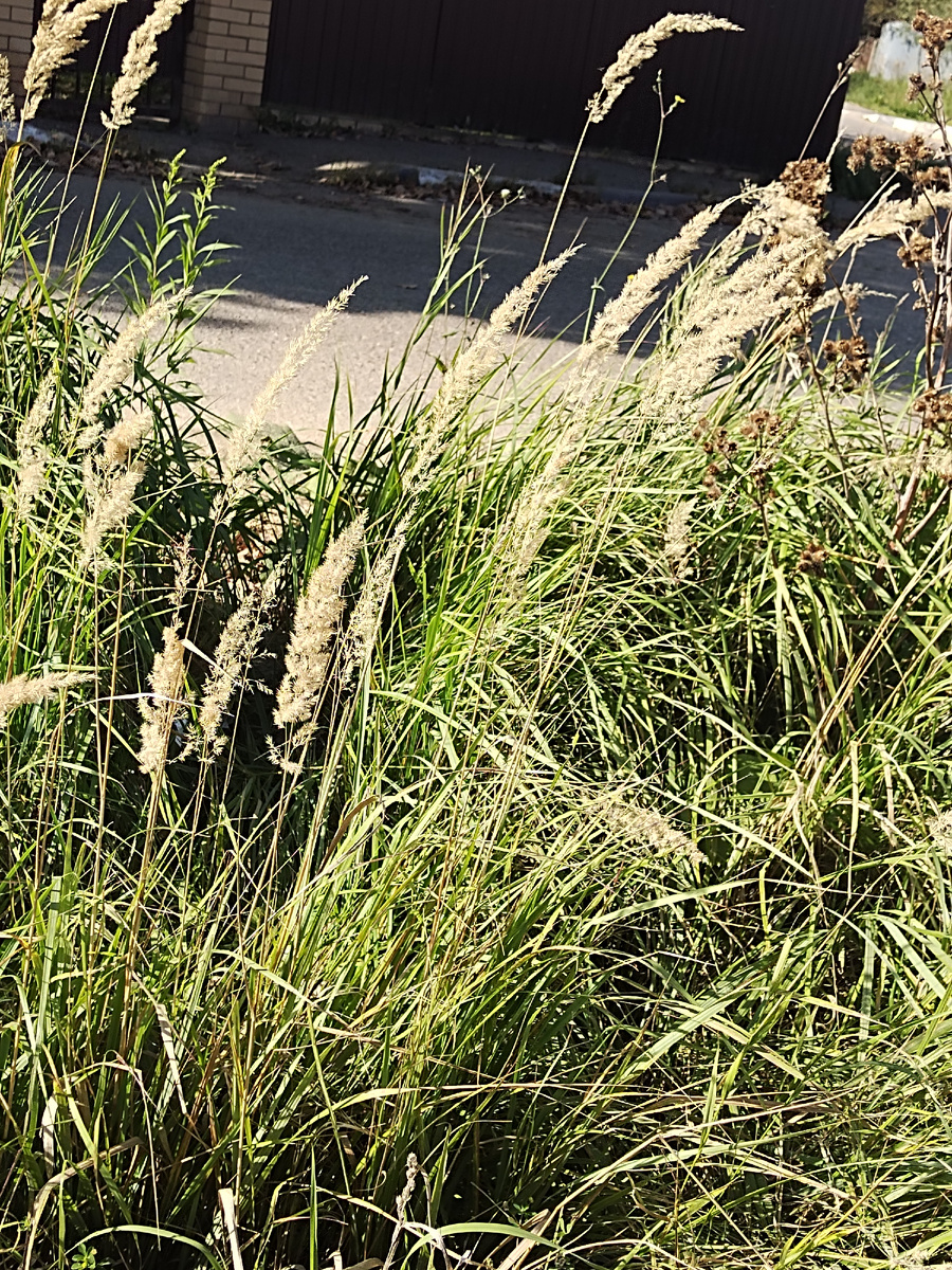 В траве хаос как и у меня в голове💫