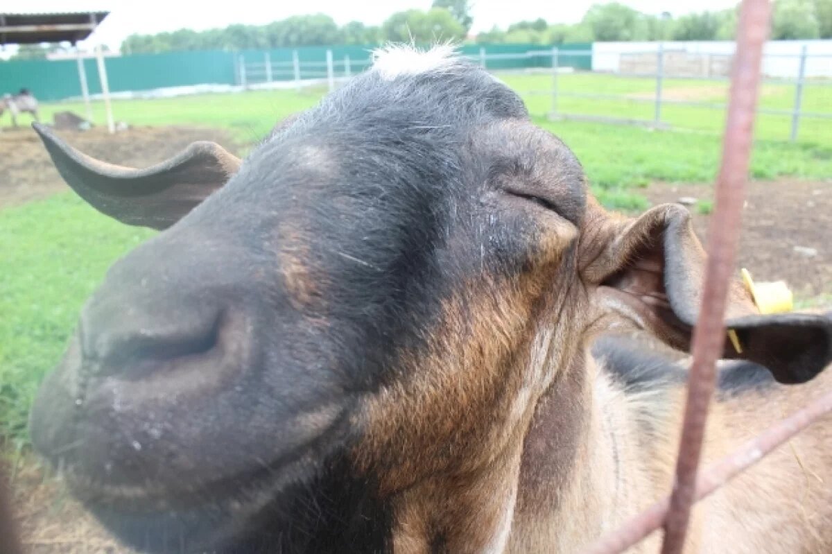    Жители Омской области заплатят больше 1 млн рублей за убитую козу